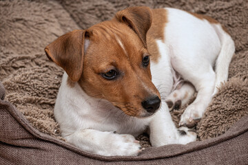 Cute Jack Russell terrier puppy sitting on a soft sofa. Living room photo against a dark curtain background. Domestic animals, pets, dogs, purebred, friendly.