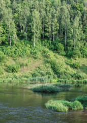 A river and its bank, overgrown with birch trees and lush grass. Water surface with reflections, small scattered reed islands. Rural landscapes, water scenery, travel, nature.