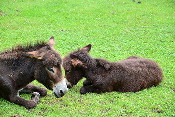 Esel oder Muli liegt mit Jungtier auf Gras, im Wildpark Knüll bei Homberg (Efze), Hessen,...