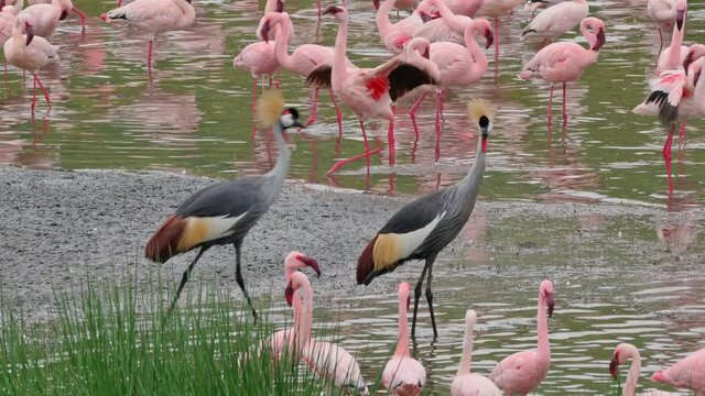 a pair of black crowned cranes (Balearica pavonina) in between a flock of Lesser flamingos (Phoeniconaias minor), Arusha National Park, Tanzania