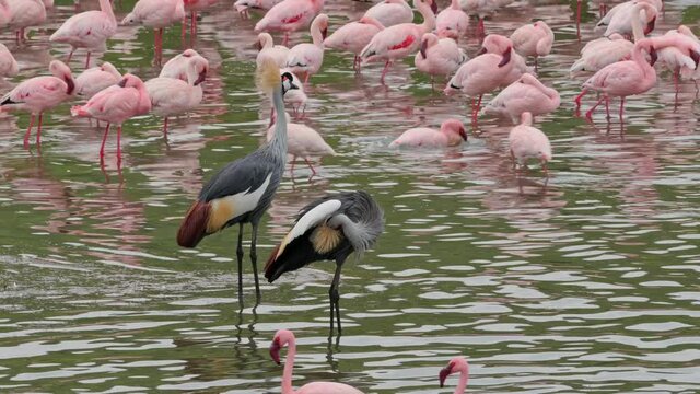 a pair of black crowned cranes (Balearica pavonina) in between a flock of Lesser flamingos (Phoeniconaias minor), Arusha National Park, Tanzania