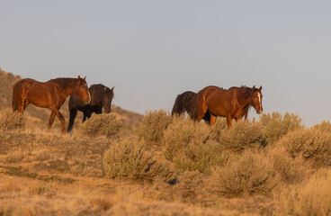 Wild Horses in the Utah Desert in Spring