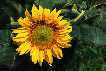 close up of a sunflower against green background