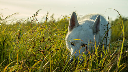 portrait of a white domestic dog hiding in the grass