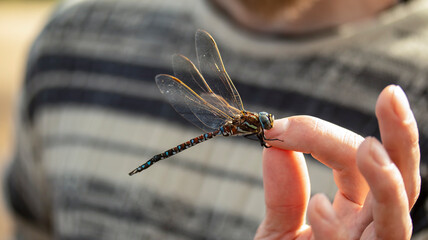 a large dragonfly sits on a human finger, macro photography