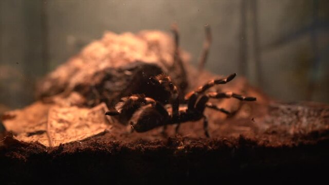 A closeup of a tarantula inside a terrarium in 4K