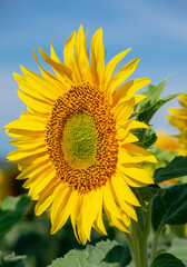 Girasol 