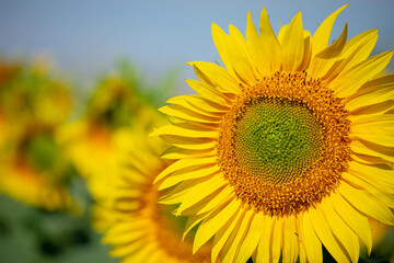 Fototapeta premium Girasol 