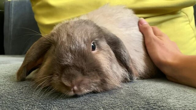 Decorative fold gray rabbit sitting on the couch and the owner strokes him