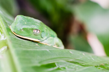 Green frog frog resting on a leaf