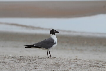 Eastern Sea Gull