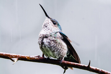 hummingbird resting and flying  during a raining rain