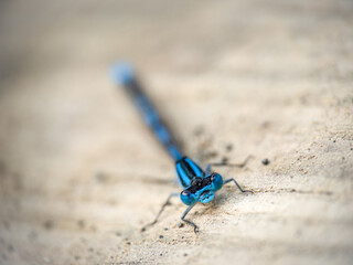 Common Blue Damselfly facing camera. Great facial detail. Enallagma cyathigerum.