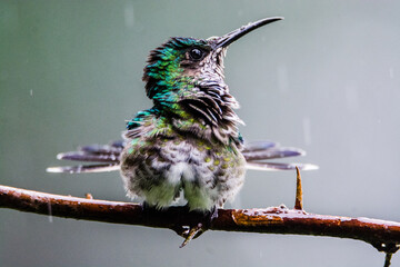 hummingbird resting and flying  during a raining rain