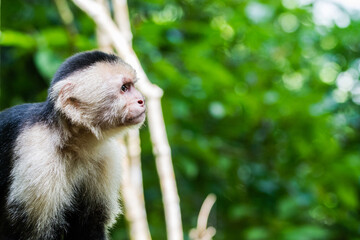 Panamanian White-faced Capuchin in Costa Rica during a sunny day