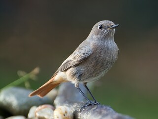 The black redstart - Phoenicurus ochruros on the root of a tree. Moravia. Czechia.