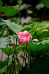 Pink lotus and big green leaves 