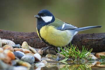 The great tit stands on stones near water. Moravia. Czechia.