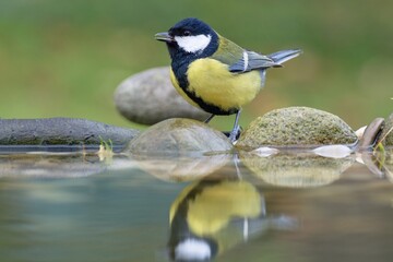 The great tit stands on stones near water. Reflection on water. Moravia. Czechia.