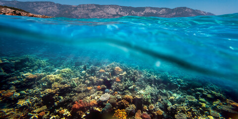 Underwater coral reef on the red sea