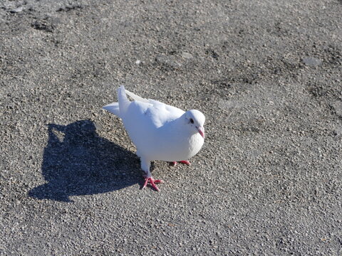 Columbida, weisse Taube, white pigeon