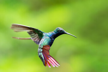 A Black-throated Mango hummingbird (Anthracothorax nigricollis) hovering in a classic defensive position with a blurred green background. Bird in flight.