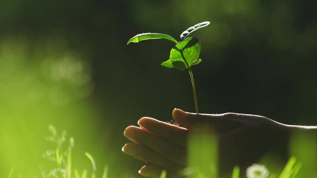 Close up of female hands holding tree sprout outdoors