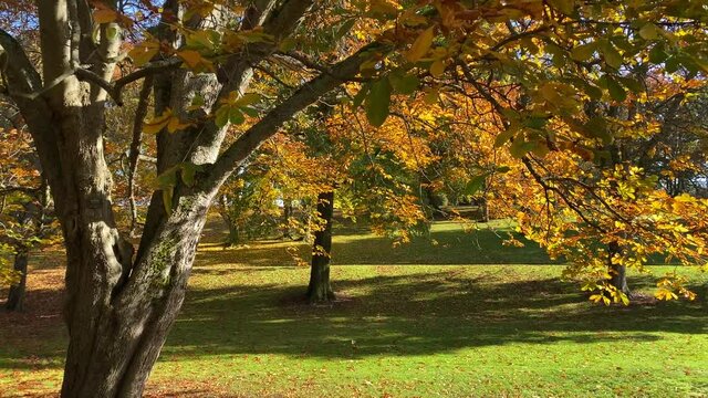 Beautiful, colorful autumn leaves on trees spread out over rolling hills at Wright Park in Tacoma Washington.
