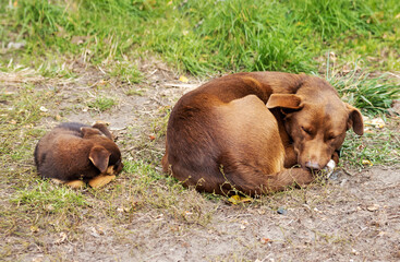 Fototapeta premium big and small dog sleep curled up in a ball