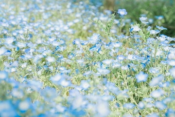 ネモフィラブルー