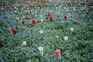 チューリップとネモフィラ
