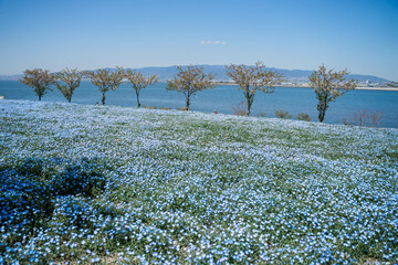 海とネモフィラ