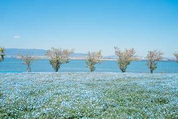 海とネモフィラ