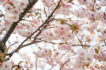 桜