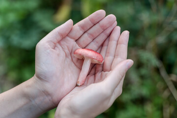 Environmental protection, forest and nature conservation concept. Wild mushrooms in the hands in summer. Russula mushroom in a summer sunny forest.