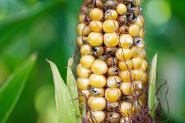 Ear of wild corn in a cornfield close-up.