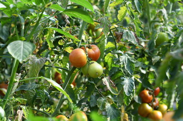 tomates - 453144999