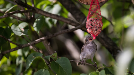 Spatz im Baum mit Meisenknödel