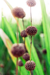 roseau dans un champ en guadeloupe