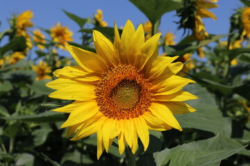 Bright sunflowers on a large field. Yellow expanses under a blue sky.