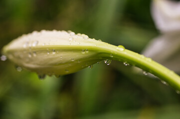 drops of dew on a grass