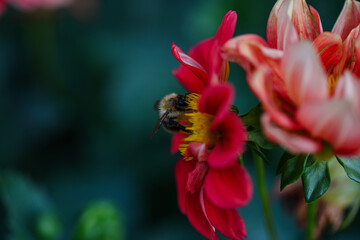 Obraz na płótnie Canvas bees flowers honey pasika medicine color 4k Macro insect pollen honeycomb Plants world