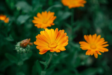 Calendula flowers. Flowers and buds of the medicinal plant Marigold.