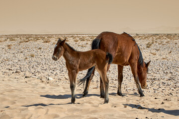 Wild feral desert horse with foal in Namib, Namibia, Africa.