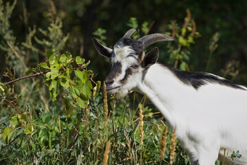 Goat in nature. The goat grazes in the thickets of grass.