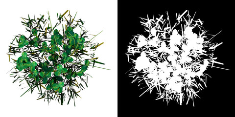 Top view of Plant (Grass 7) Tree png with alpha channel to cutout made with 3D render
