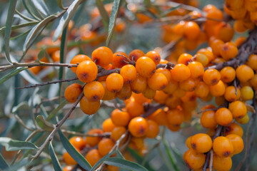 Ripe red berries of wild forest sea buckthorn. Sea buckthorn growing on a tree close up.