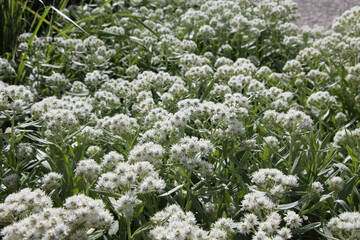 Natural floral background of white flowers of triple-nerved pearlyeverlasting in sunlight (А. triplinervis)