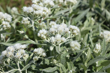 Close-up of white flowers of triple-nerved pearlyeverlasting in sunlight (А. triplinervis)