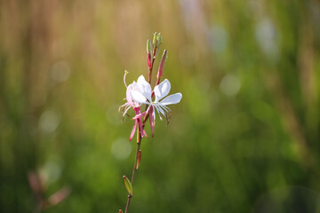 Small white flower of Lindheimers' Beeblossom on a natural blurry green garden background (Gaura lindheimeri, 